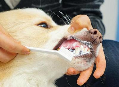 養狗，不管你多節儉，這幾樣口腔衛生用品該換就換！